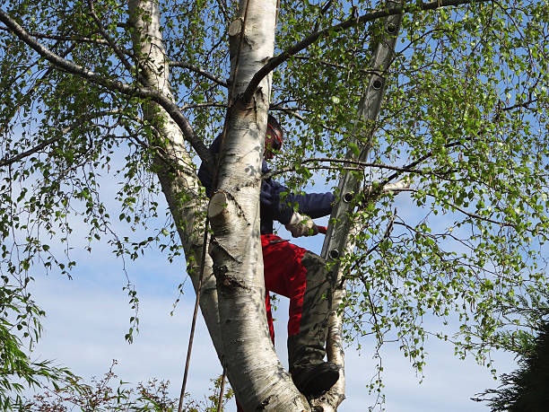 Leaf Removal in Island Heights, NJ